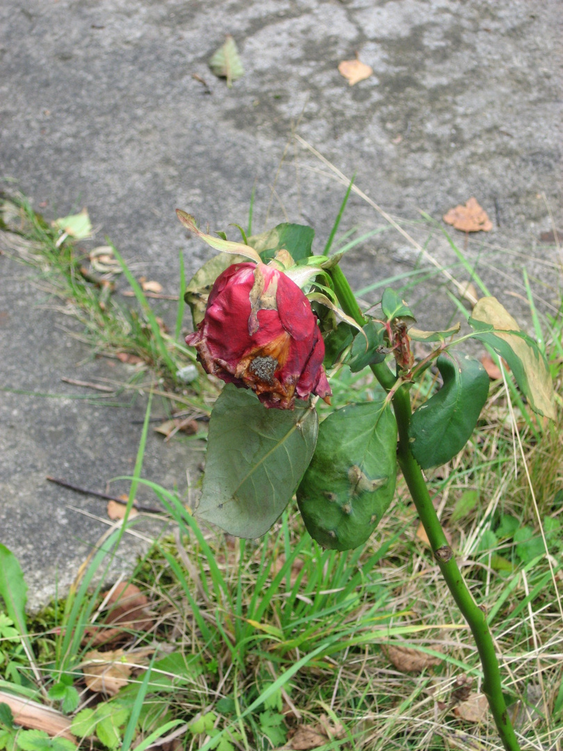 Auch eine verwelkte Rose sagt etwas aus !