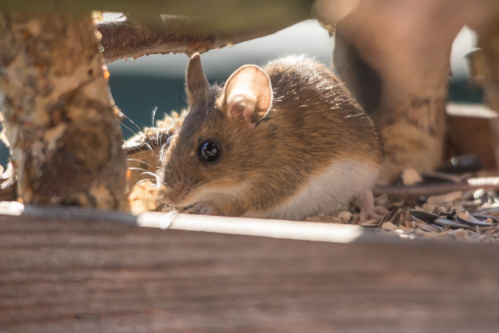 Auch eine Waldmaus liebt das Futterhaus