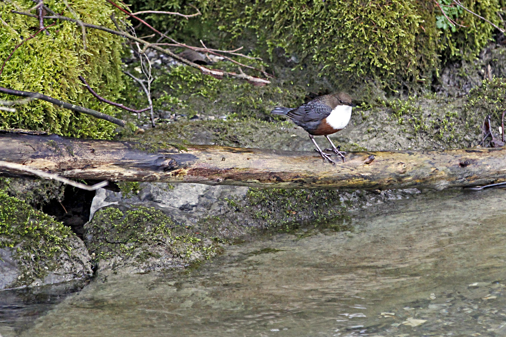 Auch eine Wasseramsel muß mal pausieren