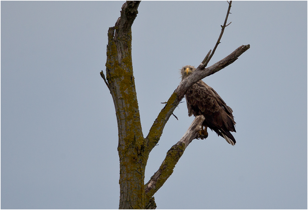 Auch einem Seeadler..