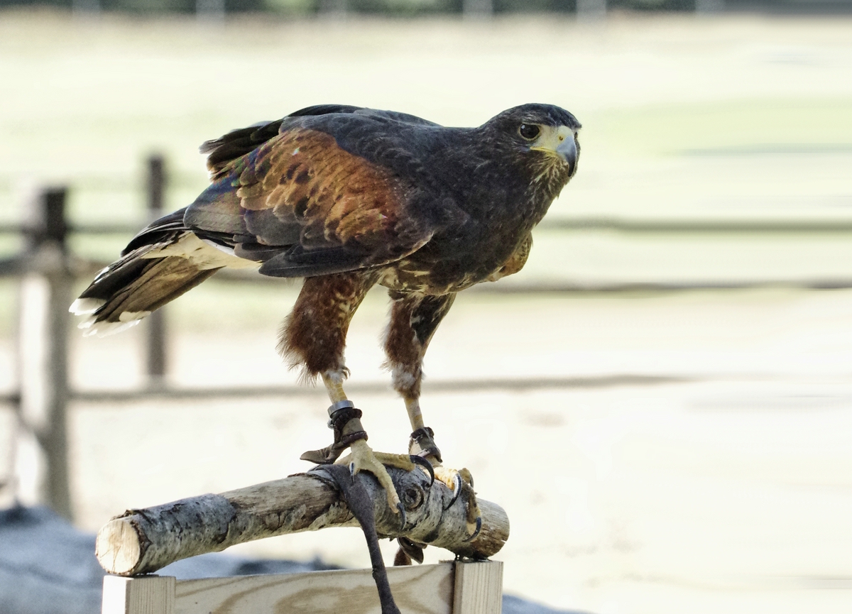 Auch einen Bussard gab es im Freiflug/draußen zu bestaunen.