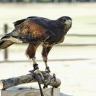 Auch einen Bussard gab es im Freiflug/draußen zu bestaunen.