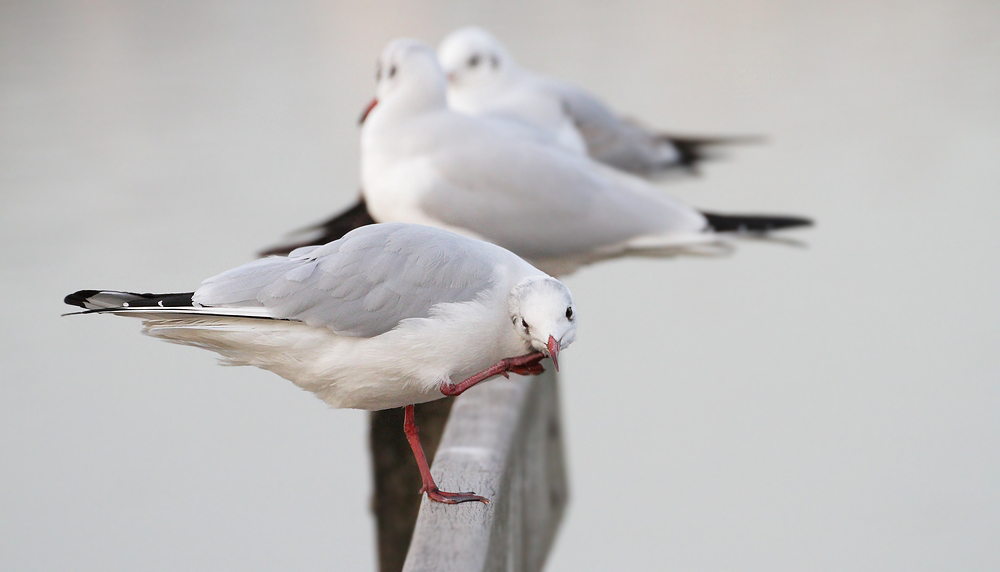 Auch einer Lachmöwe juckt mal die "Birne"