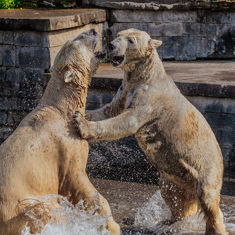Auch Eisbären lieben den Badespaß