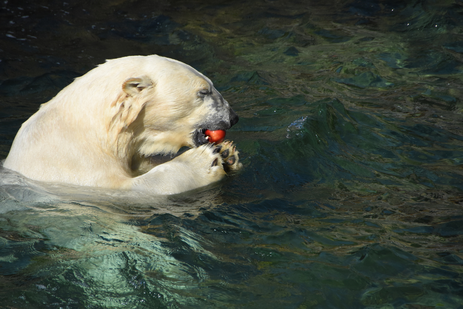 Auch Eisbären mögen Äpfel