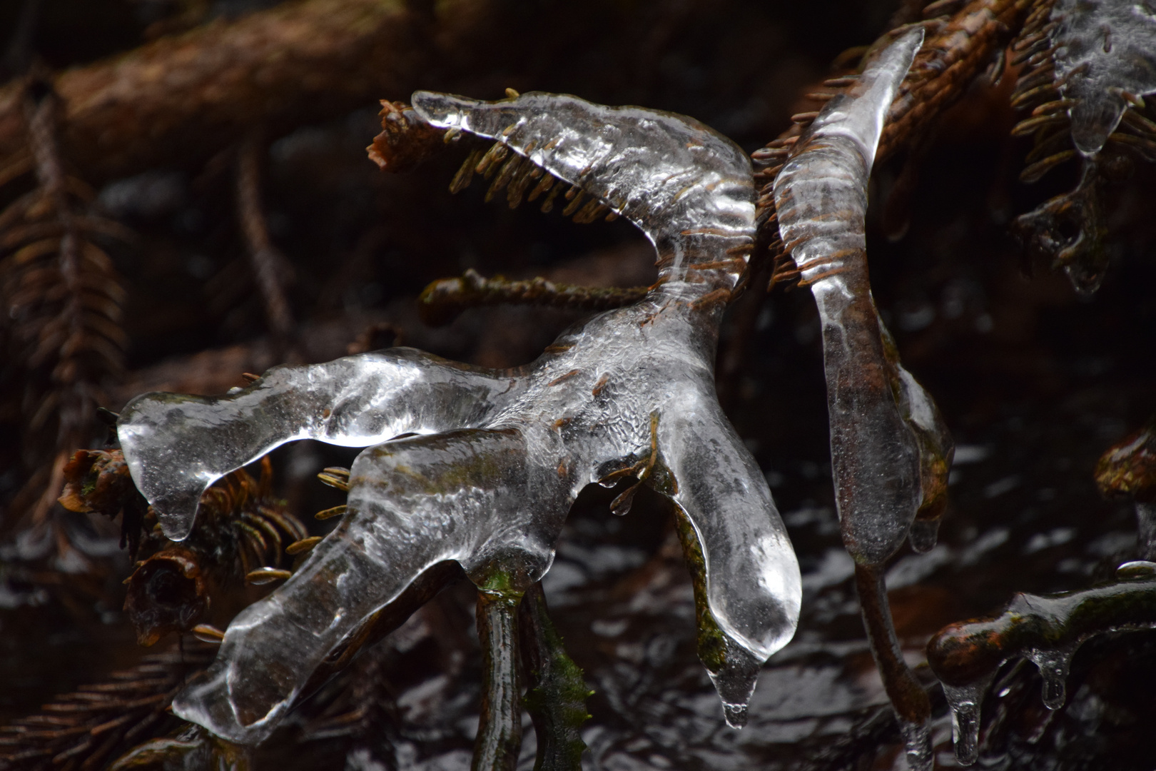 Auch Eisenten .......