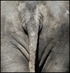 Auch Elefant...