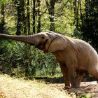 Auch Elefantenbullen haben Hunger auf Blattsalat