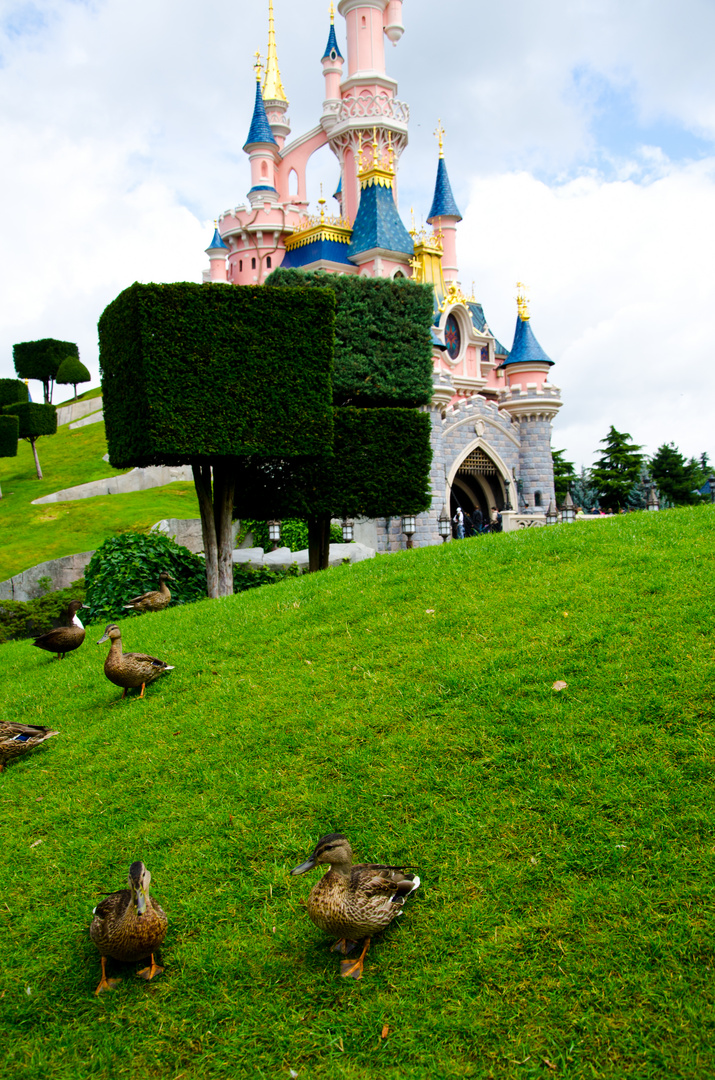 Auch Enten brauchen Urlaub