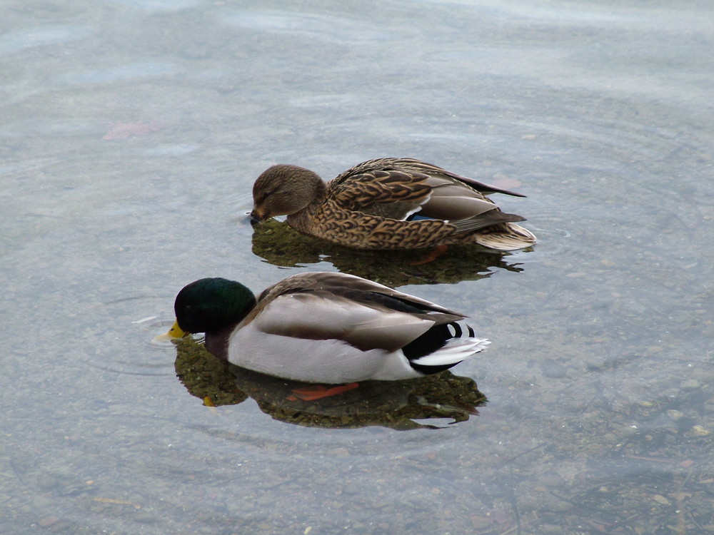 auch Enten haben Durst