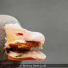 Auch Enten haben Hunger