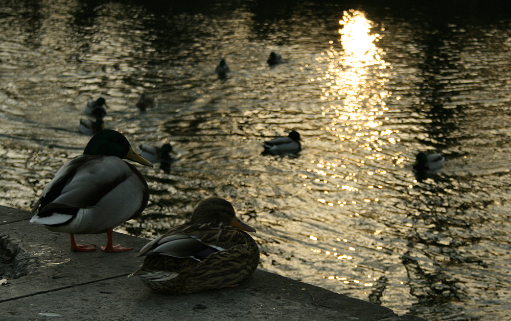 Auch Enten können romantisch sein