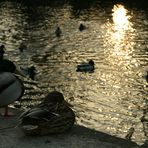 Auch Enten können romantisch sein