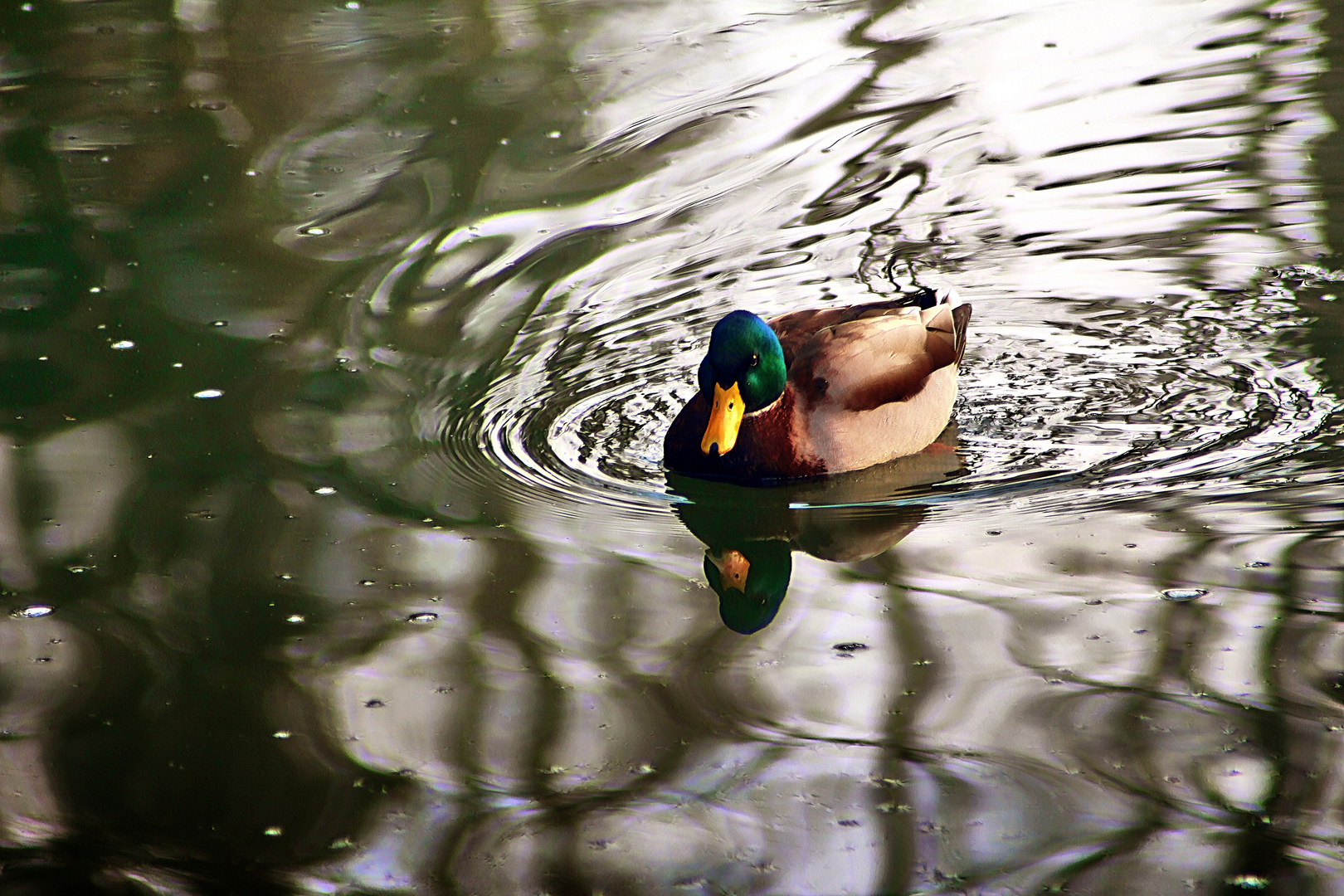 auch Enten machen sich immer wieder gut...