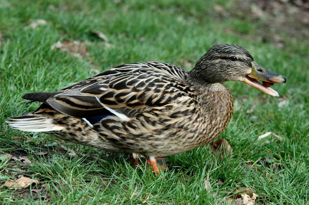 auch Enten moegen Nuesse