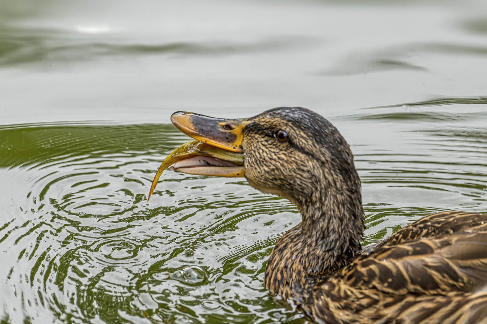 Auch Enten schmeckt Fisch.