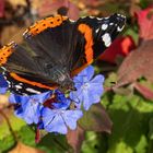 auch er genießt die warme Herbstsonne