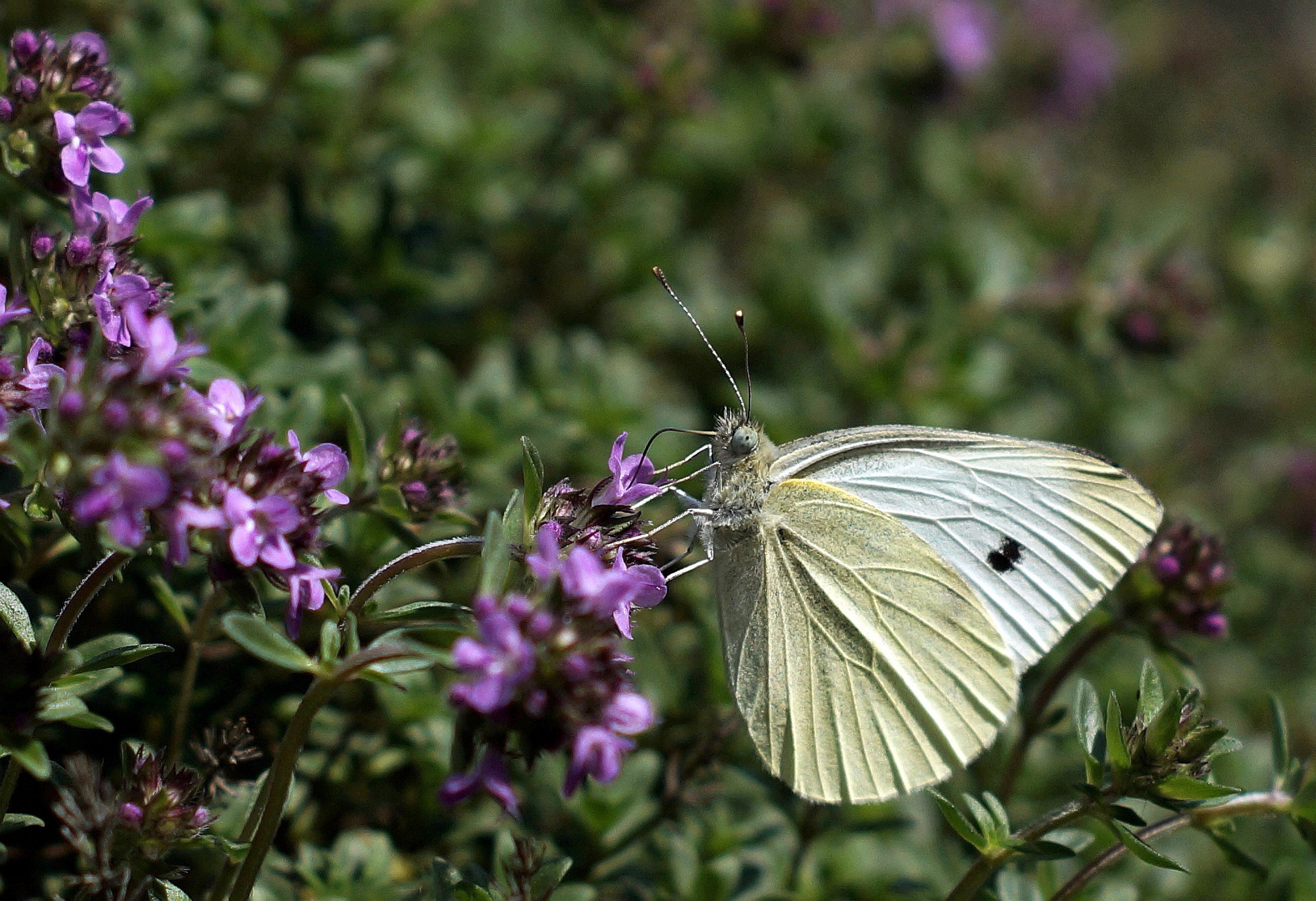 Auch er liebt Thymian