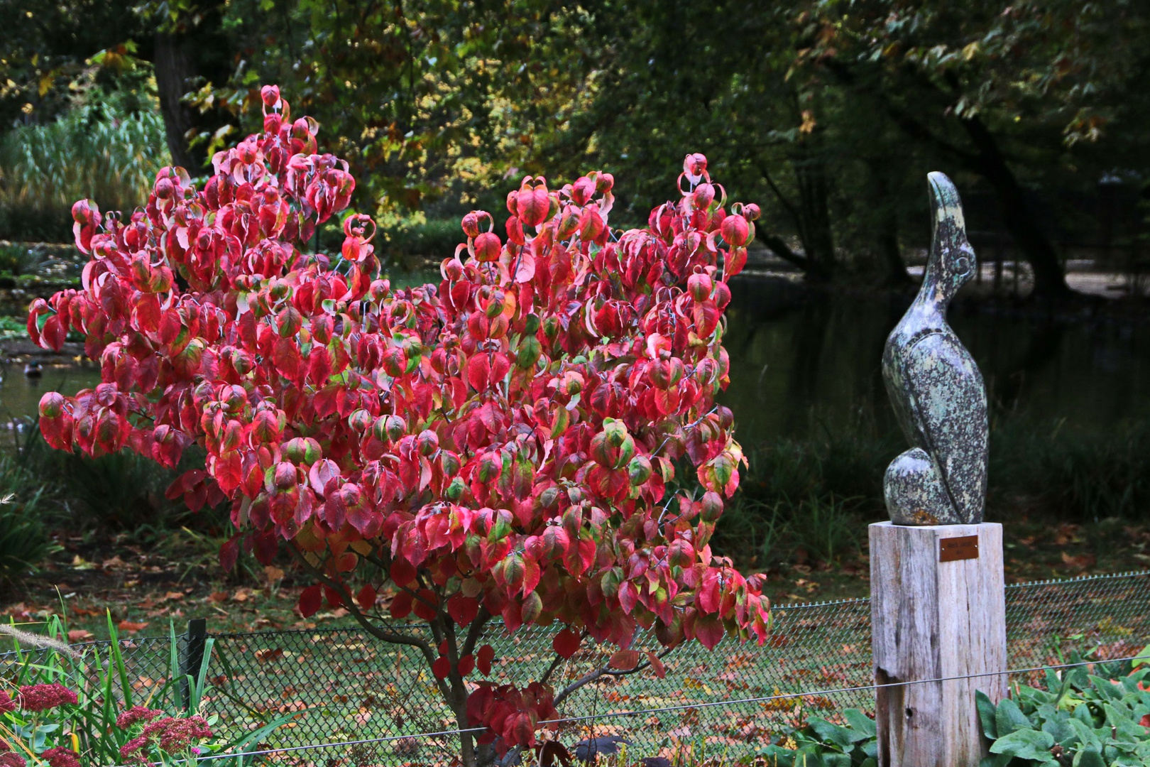 auch er war von dem schönen herbstlichen Strauch ganz angetan