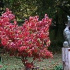 auch er war von dem schönen herbstlichen Strauch ganz angetan