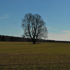 Auch er wartet auf über +10 °C...