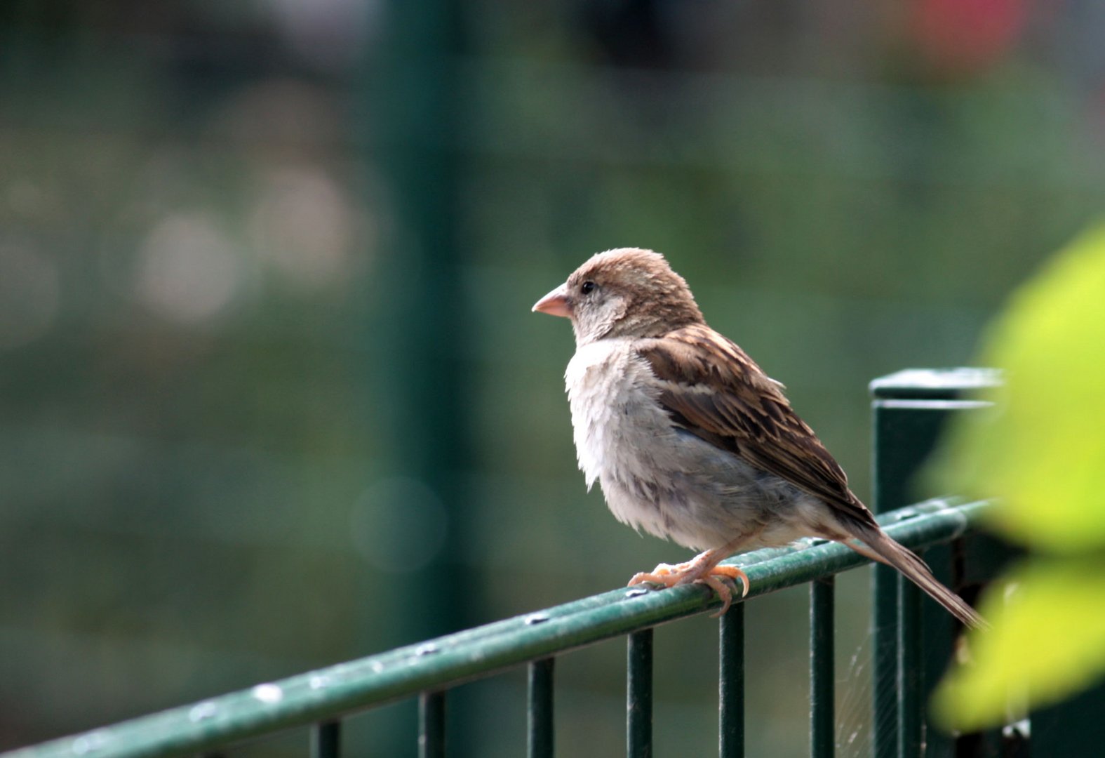 auch er wohnt im Leipziger Zoo