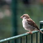 auch er wohnt im Leipziger Zoo