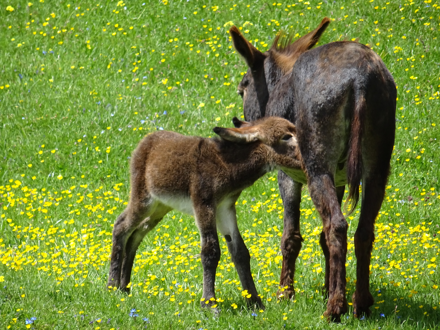 Auch Eselkinder sind durstig