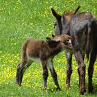 Auch Eselkinder sind durstig