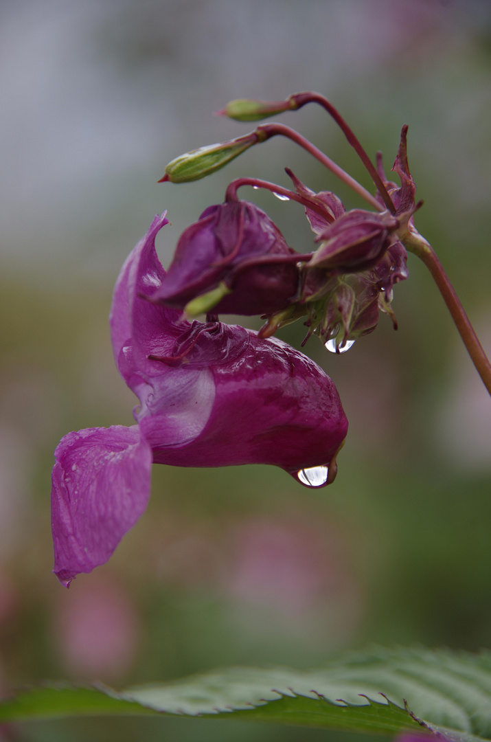 Auch etwas Regen kann Schönheit hervorbringen.