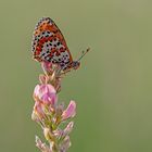 Auch etwas selten: Roter Scheckenfalter