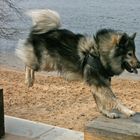 Auch Eurasier sind Sportlich !