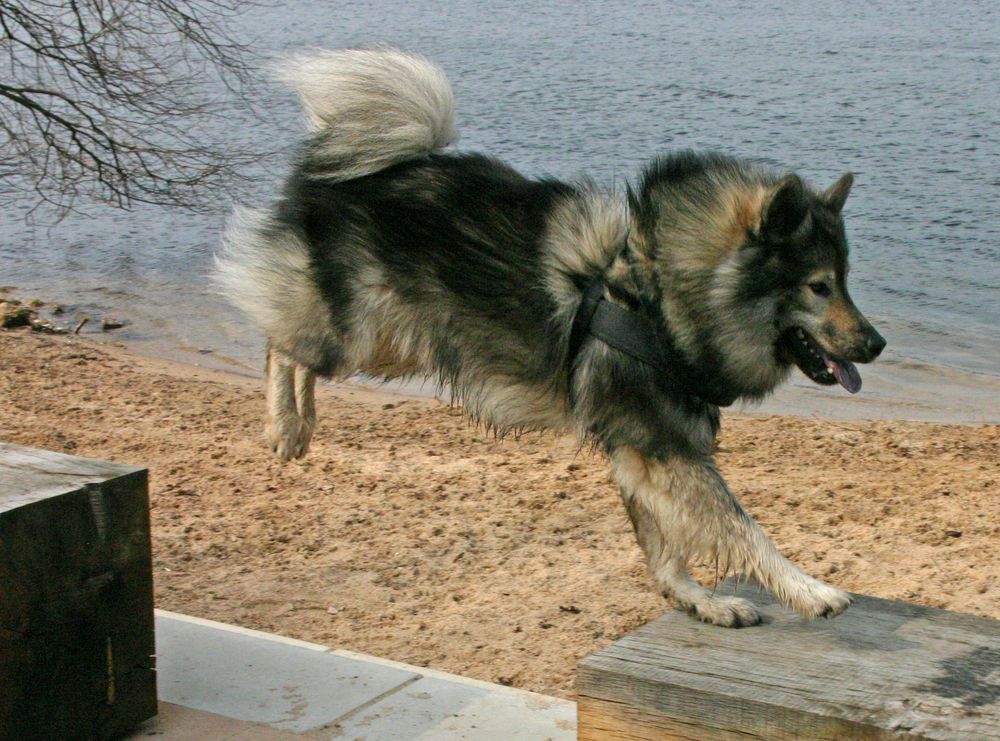 Auch Eurasier sind Sportlich !