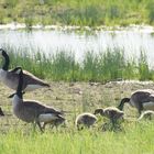 Auch Familie Kanadagans .....