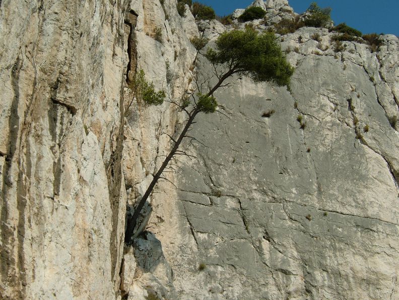 auch Felsen können eine Heimat für Bäume sein