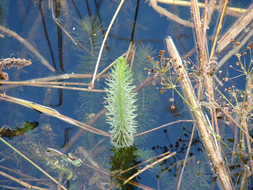 Auch Fische feiern Weihnachten...