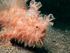 Auch Fische können Haare haben