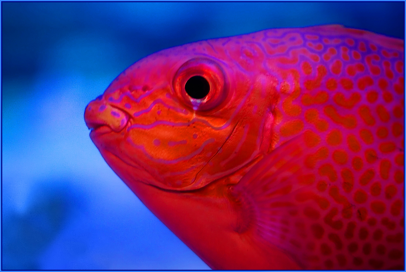 auch Fische können weinen