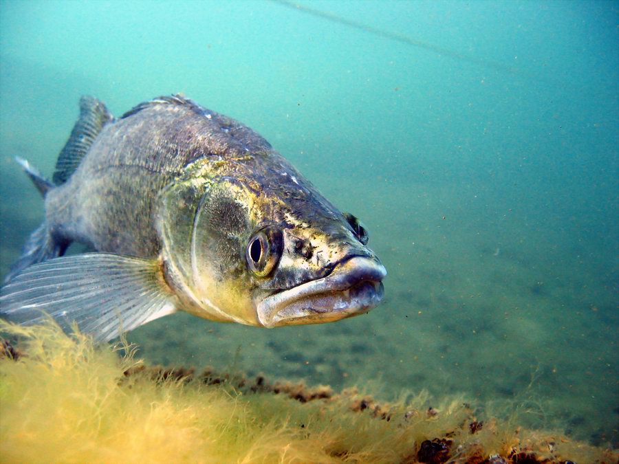 Auch Fische zeigen Zähne