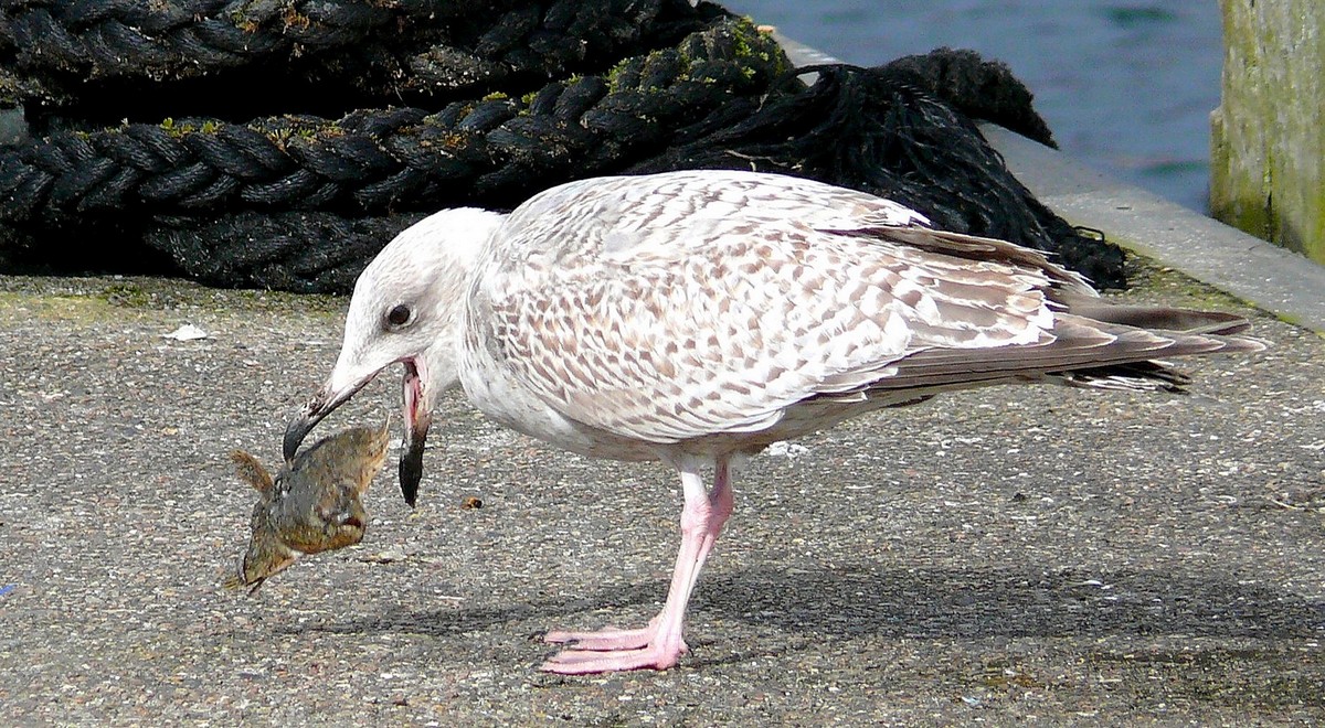 Auch Fischköpfe können wohl schmecken.