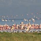 auch Flamingos