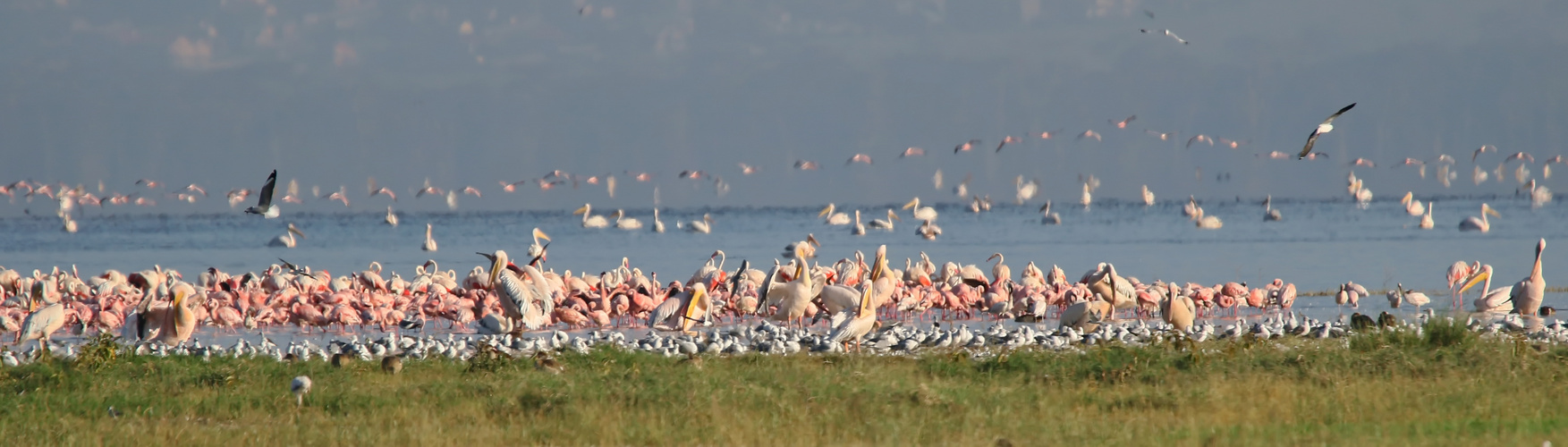 auch Flamingos