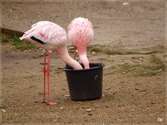 Auch Flamingos......