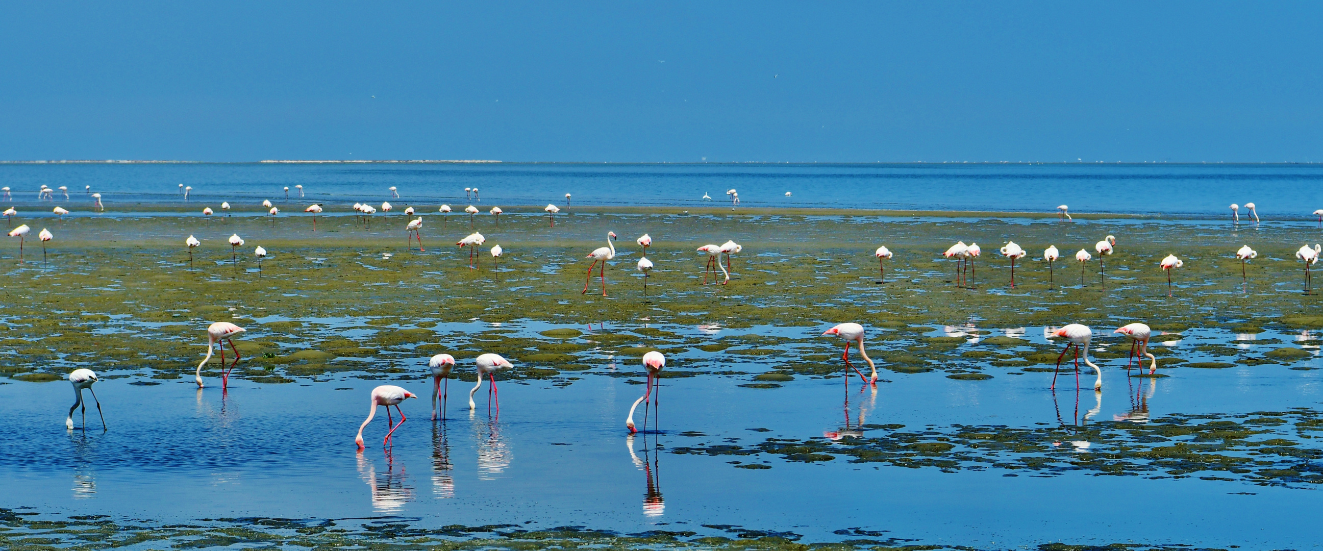 Auch Flamingos spiegeln sich...