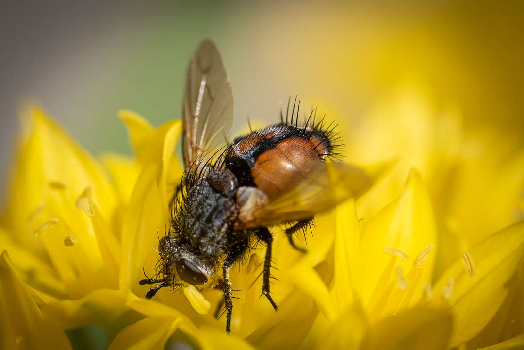 Auch Fliegen...