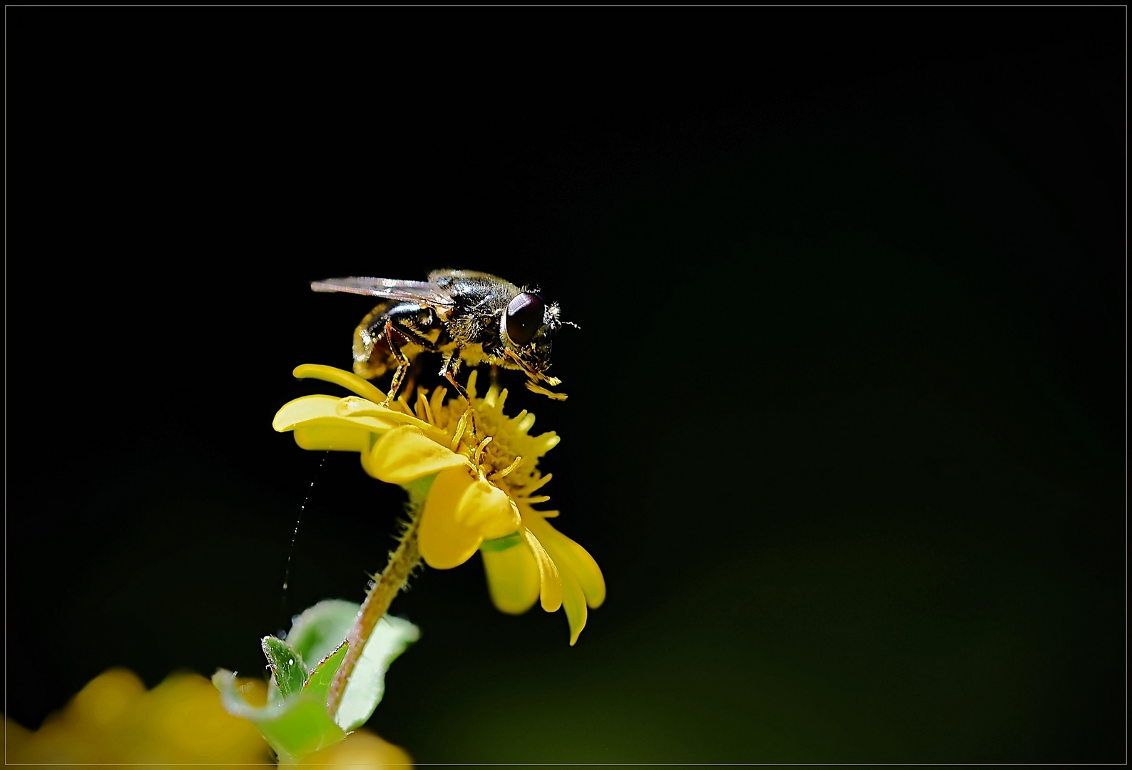 auch Fliegen