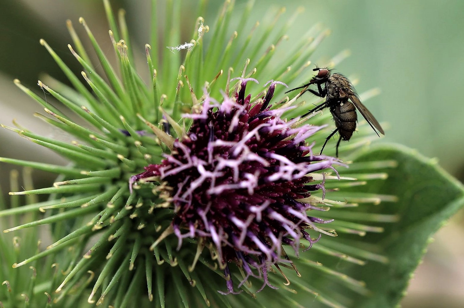 Auch Fliegen fliegen auf Blüten