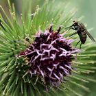 Auch Fliegen fliegen auf Blüten