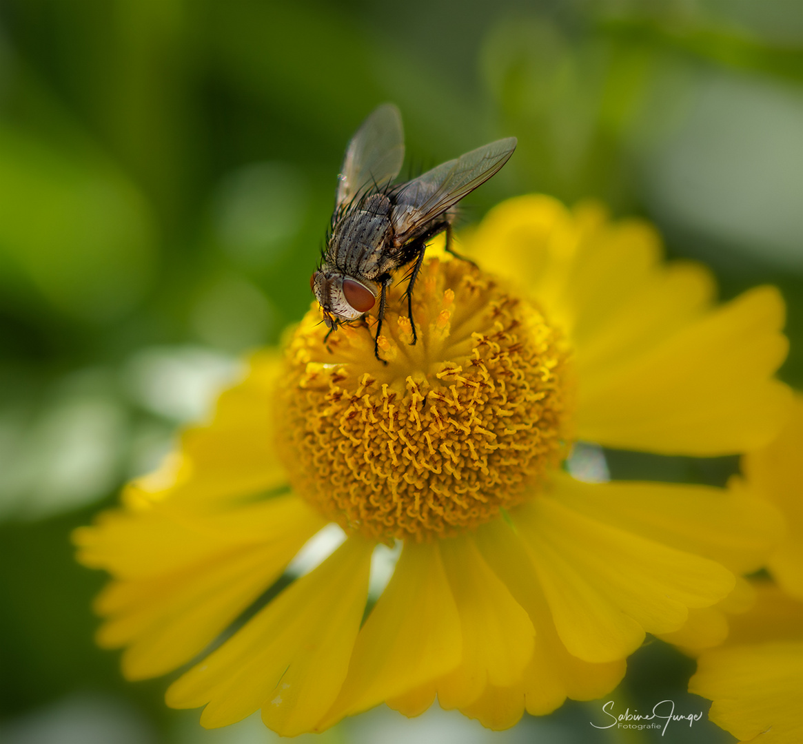 Auch Fliegen fliegen auf gelbe Blüten 