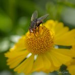 Auch Fliegen fliegen auf gelbe Blüten 